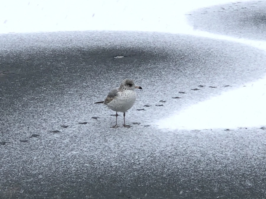 IMG_5979.jpg?type=w966