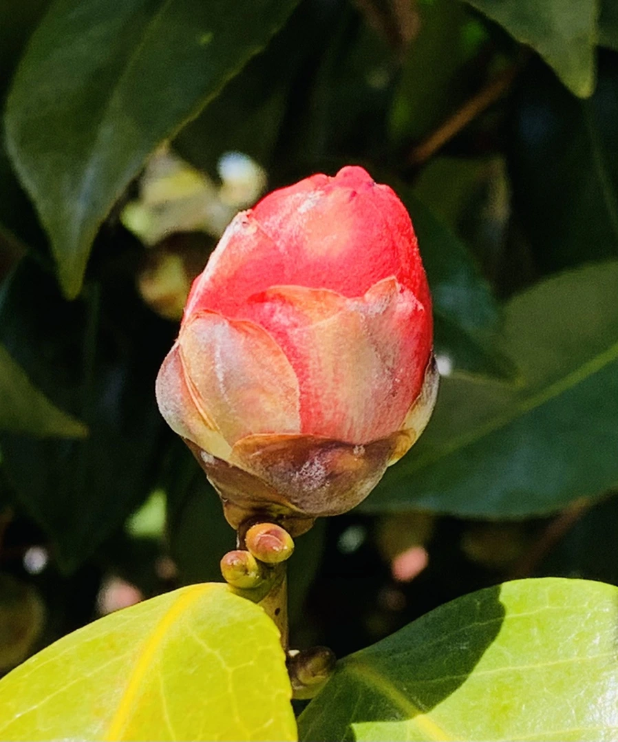 IMG_3296.jpg?type=w966