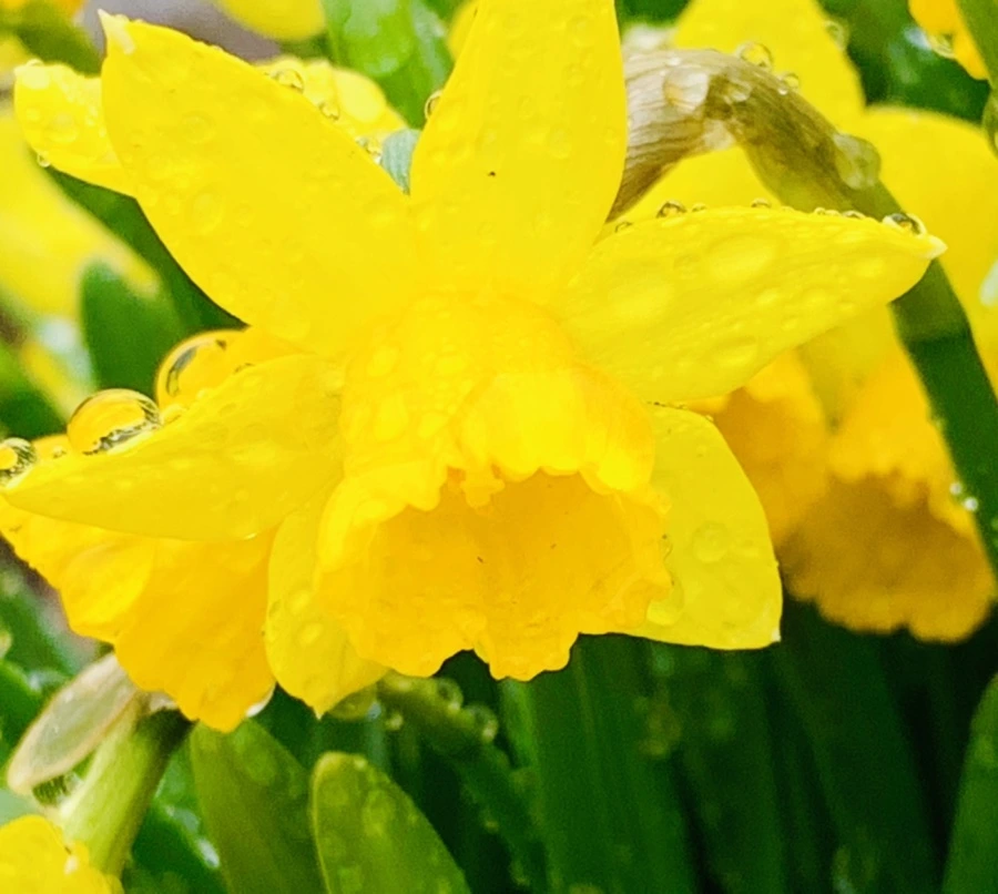 IMG_3713.jpg?type=w966