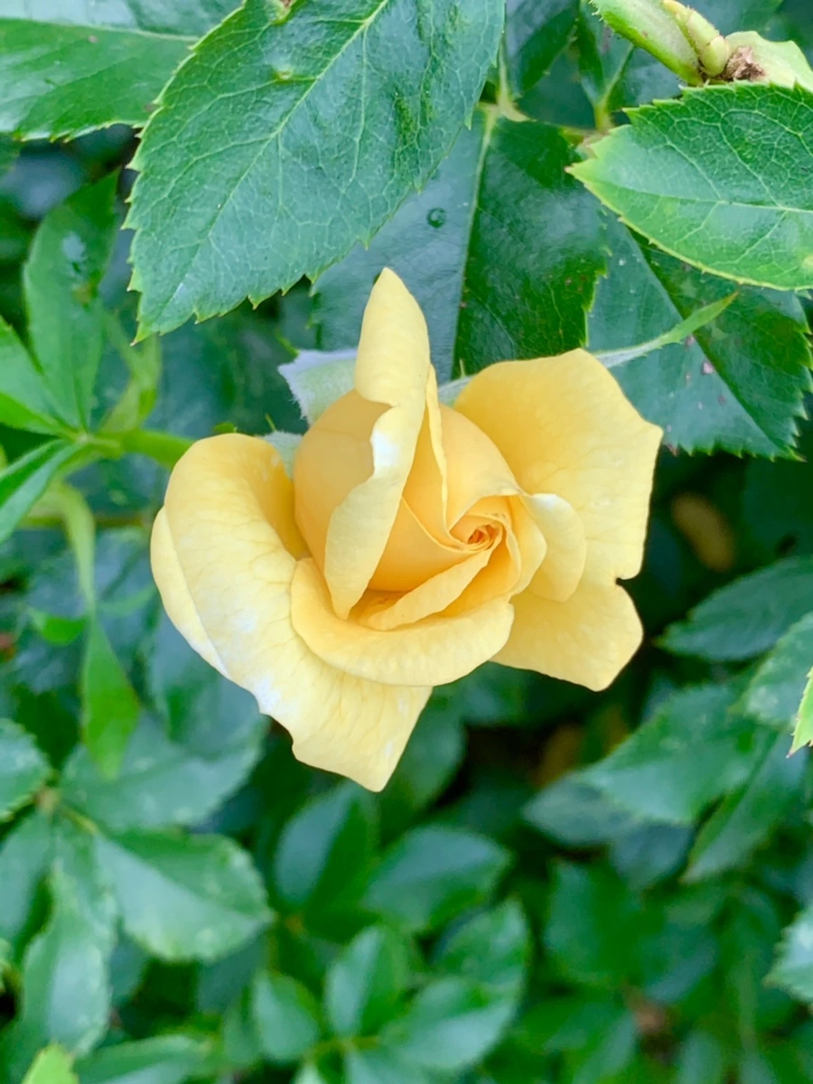 IMG_2683.jpg?type=w966