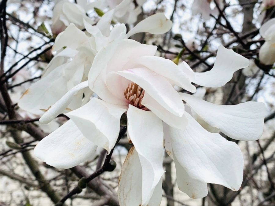 IMG_6120.jpg?type=w966