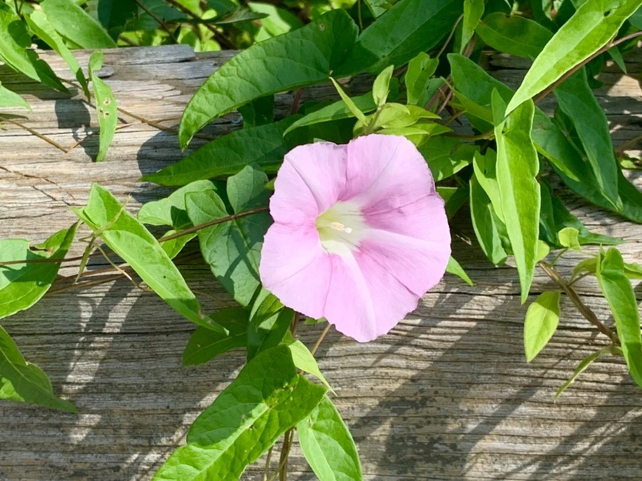 IMG_1345.jpg?type=w966