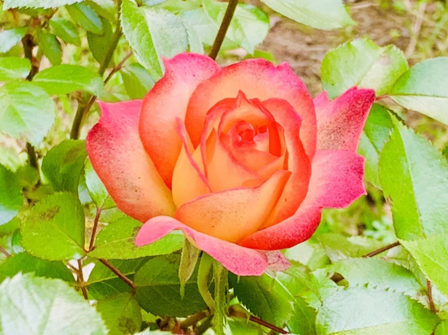 IMG_3290.jpg?type=w966