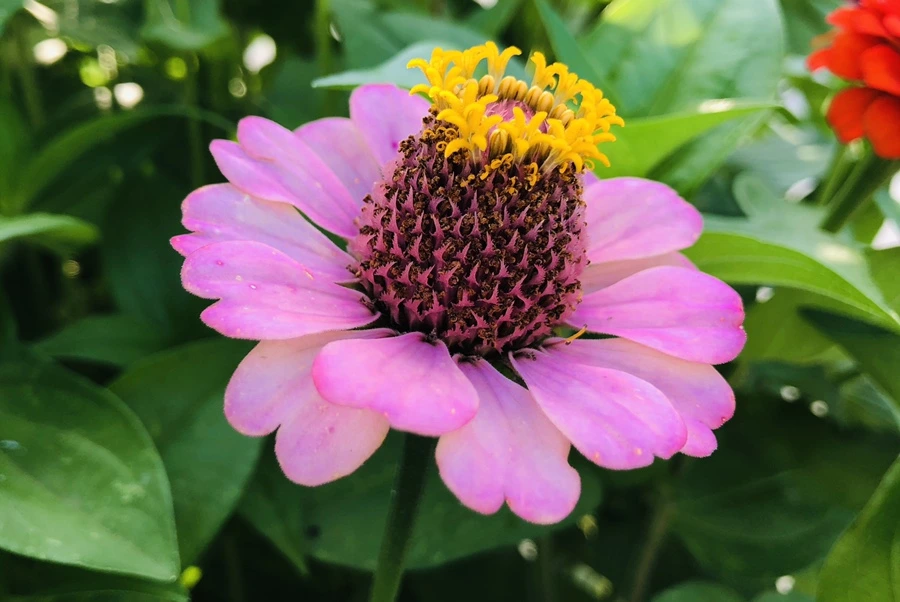 IMG_1787.jpg?type=w966