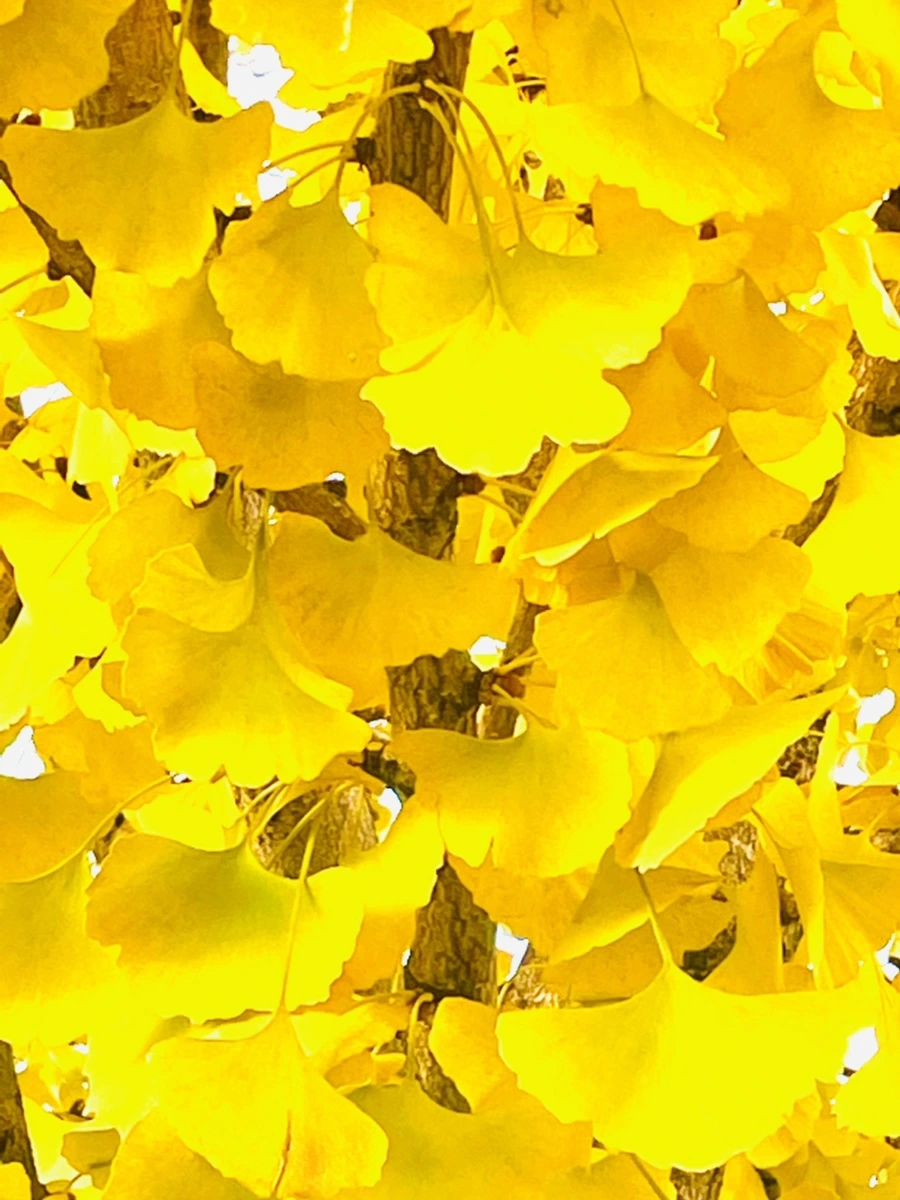 IMG_5926.jpg?type=w966