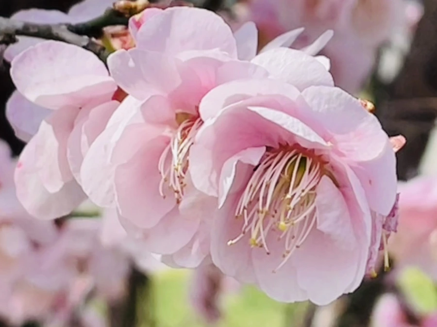 IMG_6620.jpg?type=w966