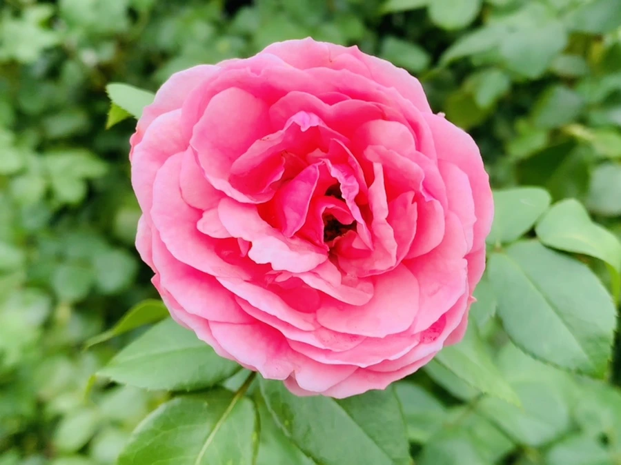 IMG_6951.jpg?type=w966