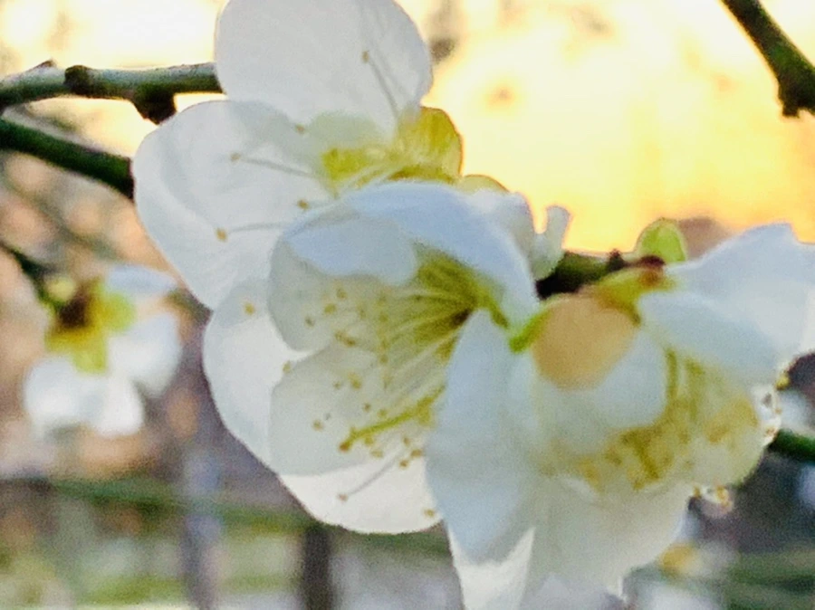 IMG_2849.jpg?type=w966