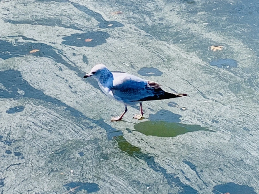 IMG_9037.jpg?type=w966