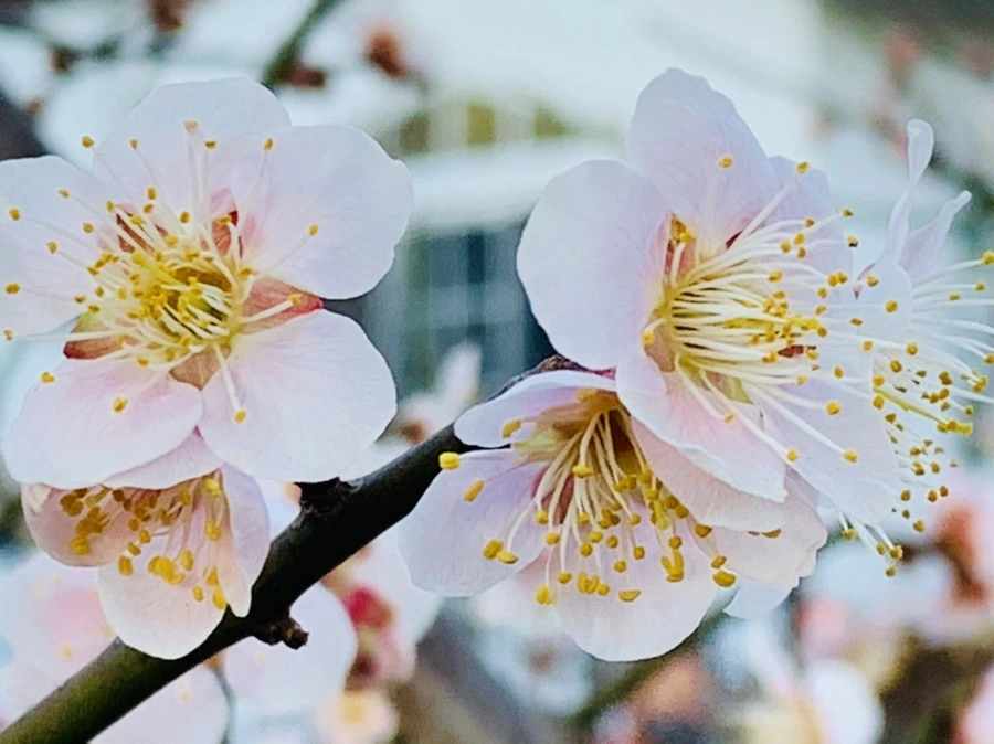 IMG_0855.jpg?type=w966