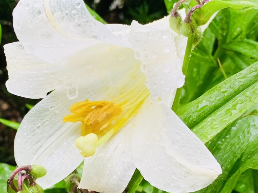 IMG_0085.jpg?type=w966