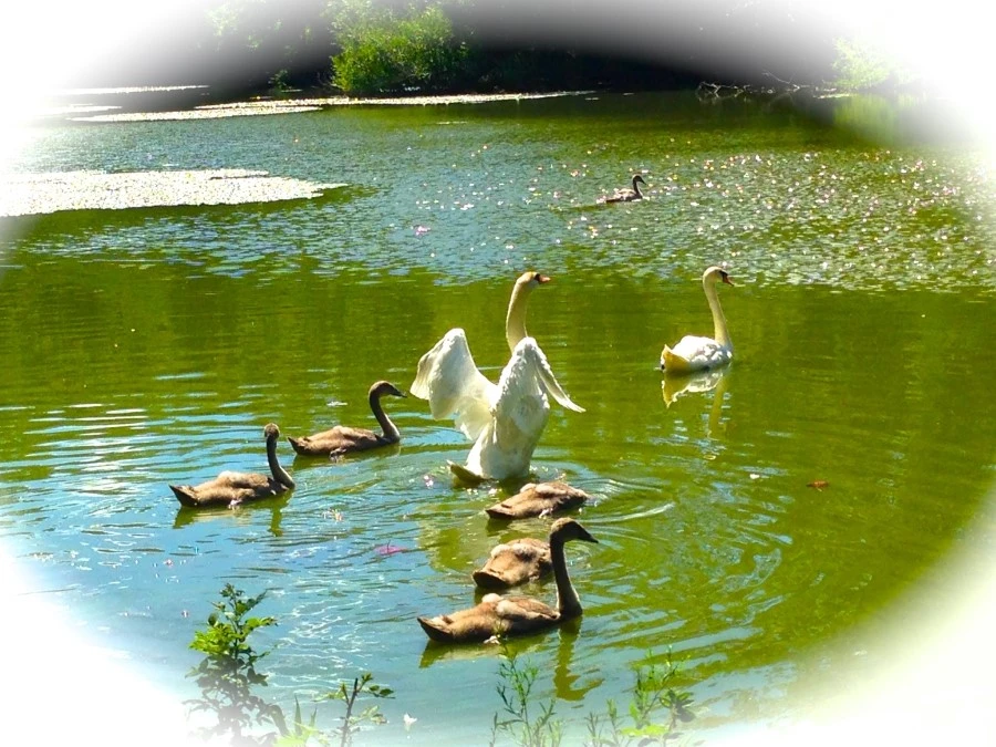 IMG_8994.JPG?type=w1