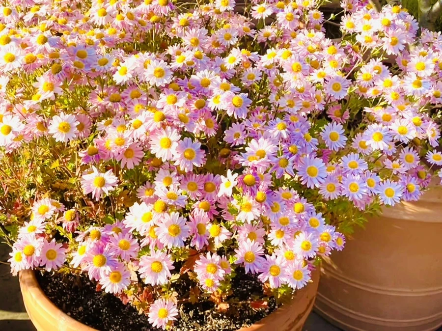 IMG_1781.jpg?type=w966