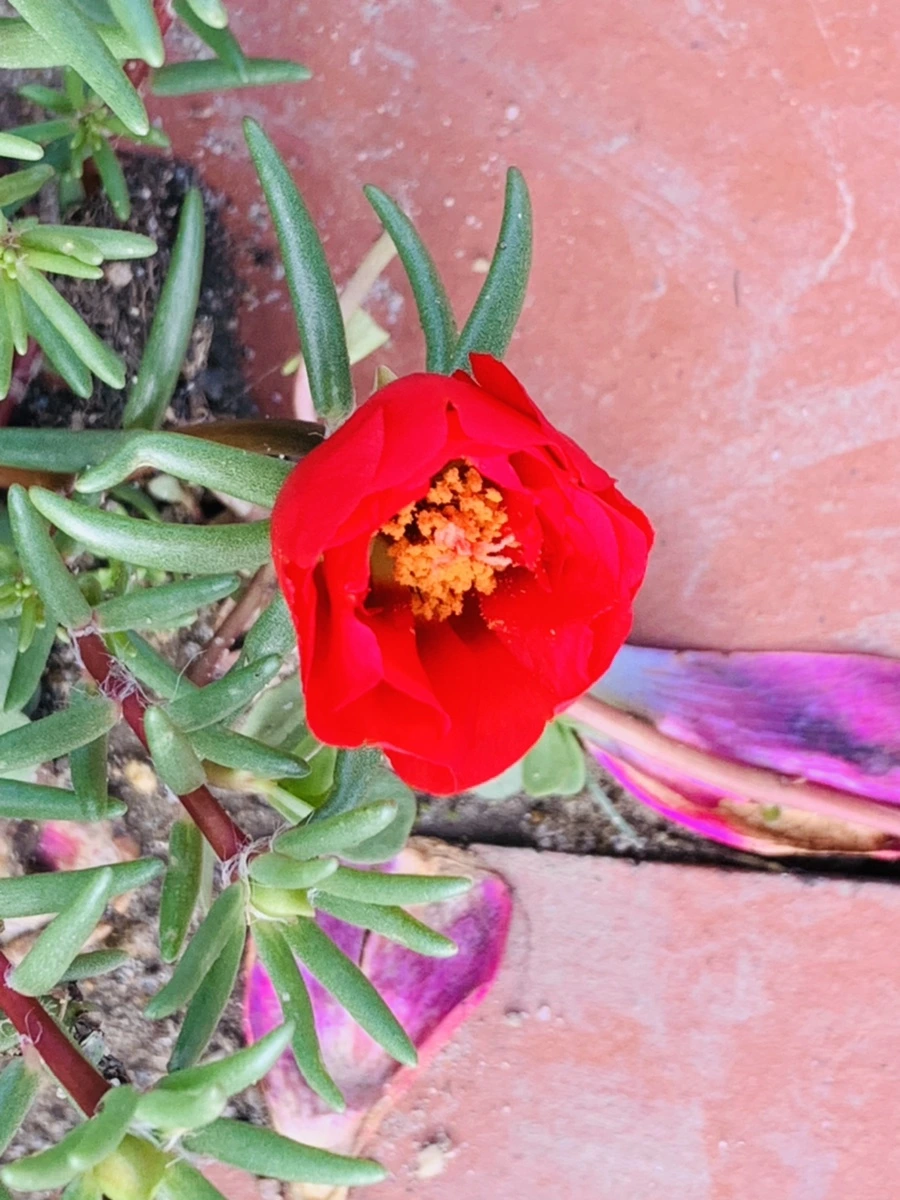 IMG_0356.jpg?type=w966