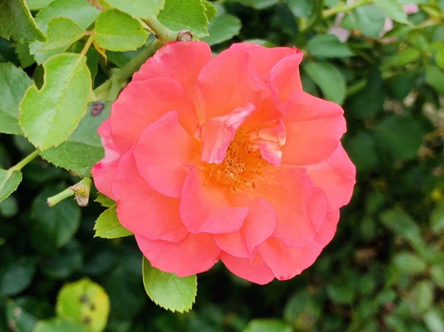 IMG_5047.jpg?type=w966