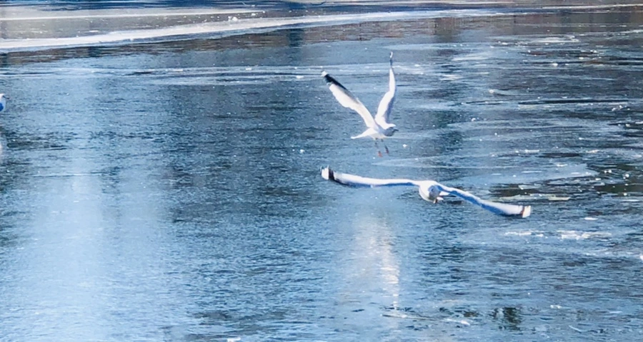 IMG_7988.jpg?type=w966