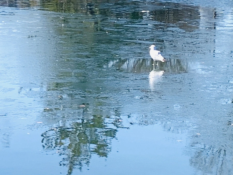 IMG_6993.jpg?type=w966