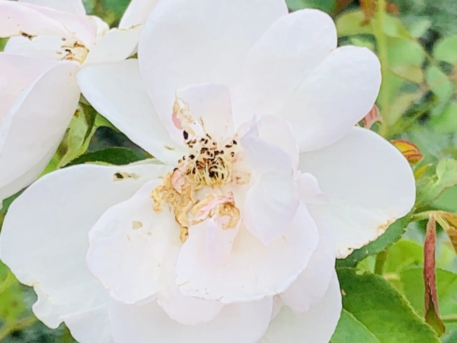 IMG_9497.jpg?type=w966