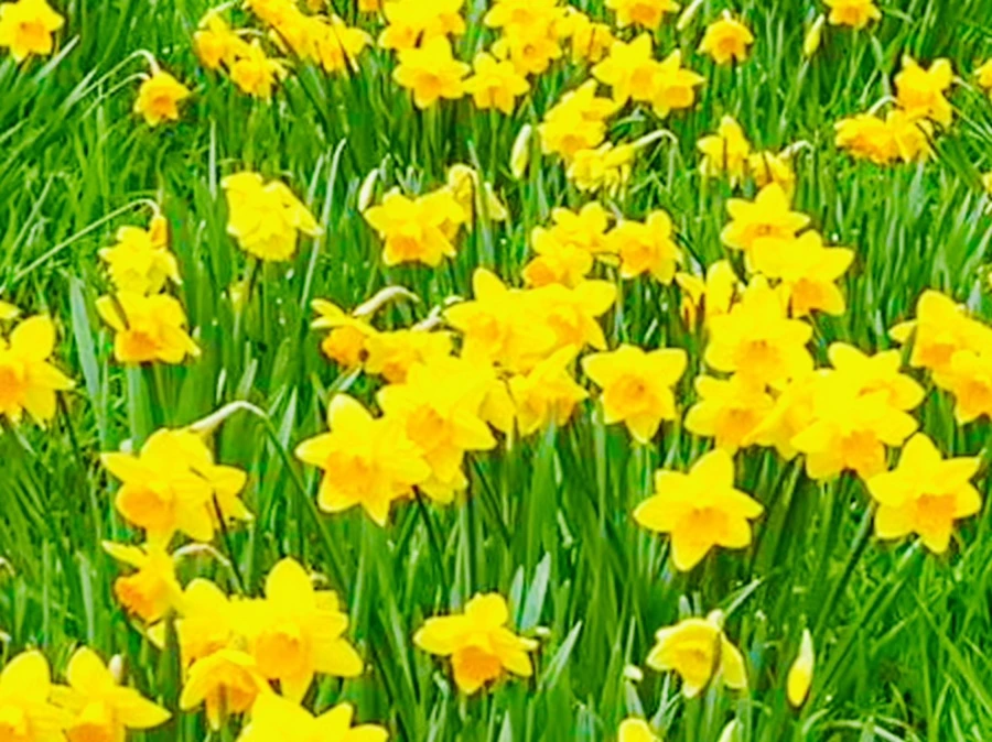 IMG_7466.jpg?type=w966