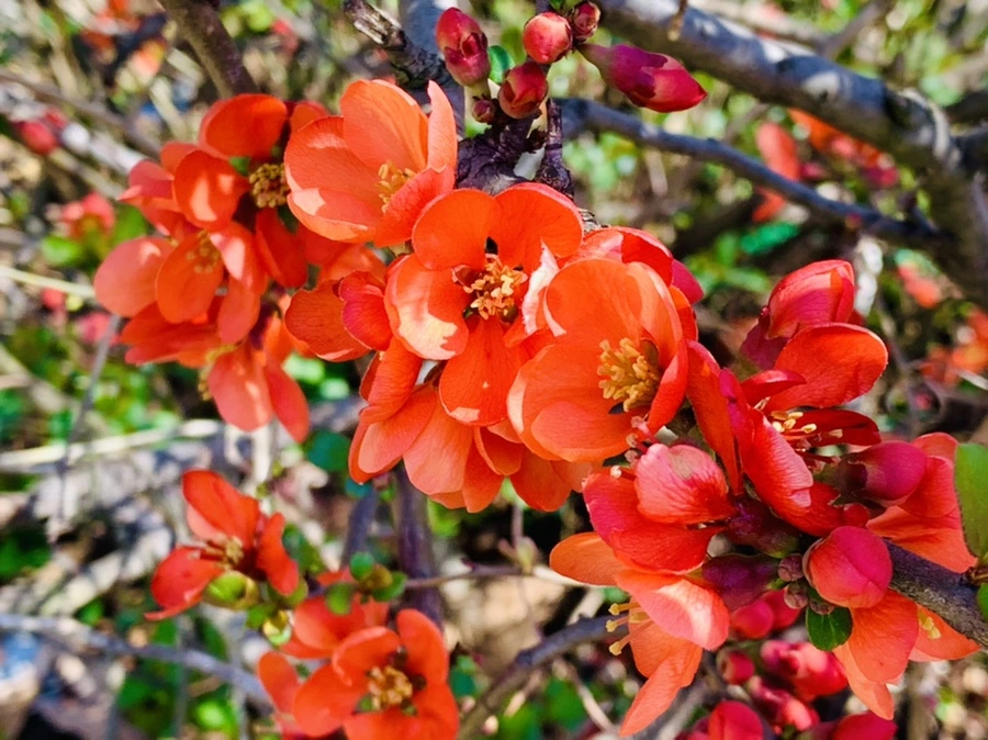 IMG_8520.jpg?type=w966