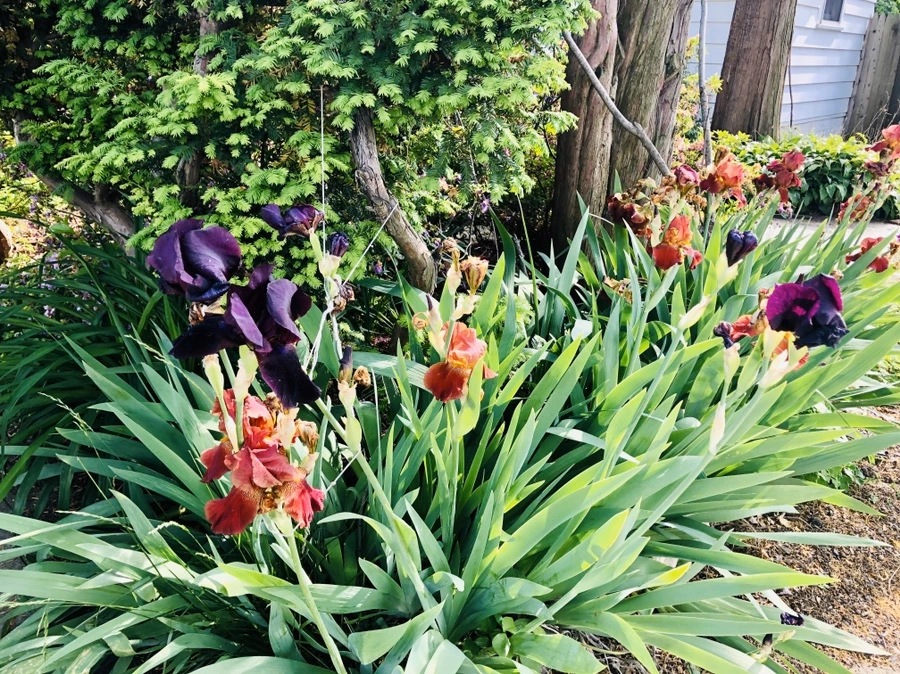 IMG_7726.jpg?type=w966