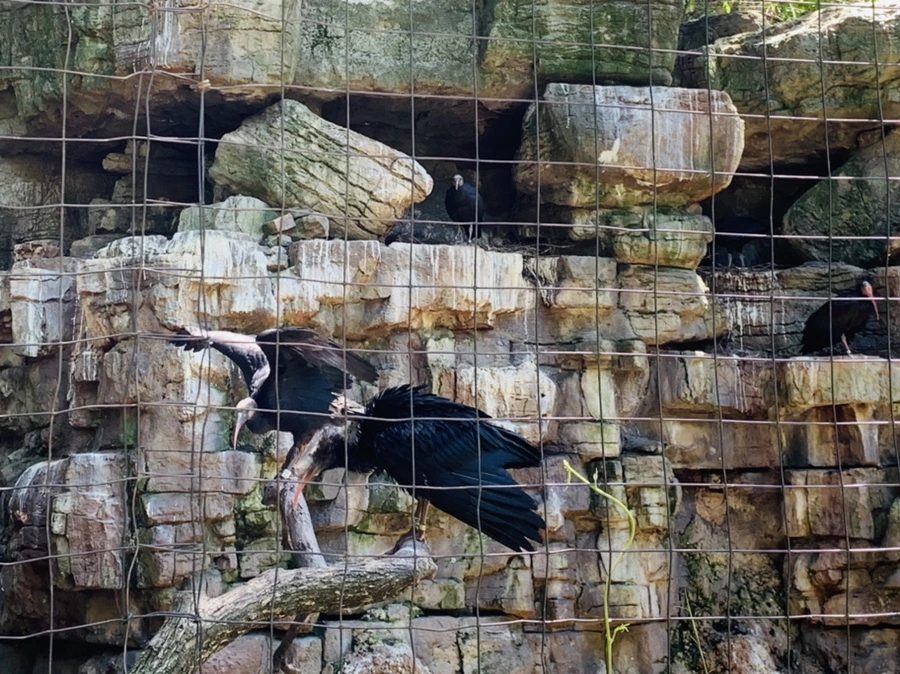 IMG_4190.jpg?type=w966