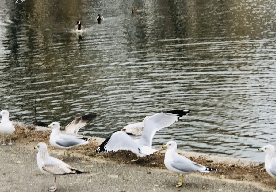 IMG_3268.jpg?type=w966