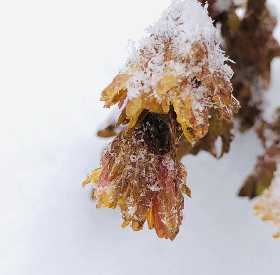 IMG_3448.jpg?type=w966