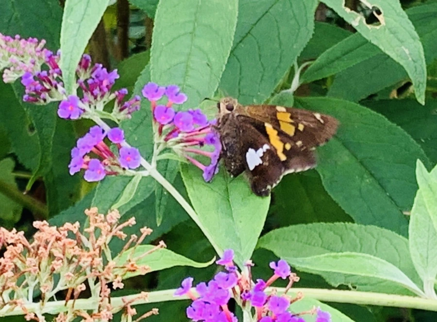 IMG_9402.jpg?type=w966