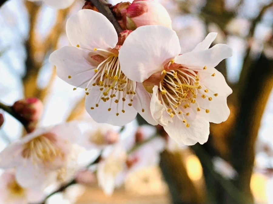 IMG_2734.jpg?type=w966