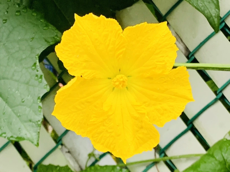 IMG_3686.jpg?type=w966