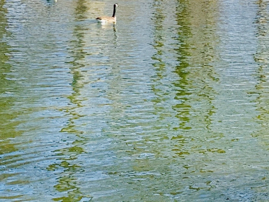 IMG_9964.jpg?type=w966