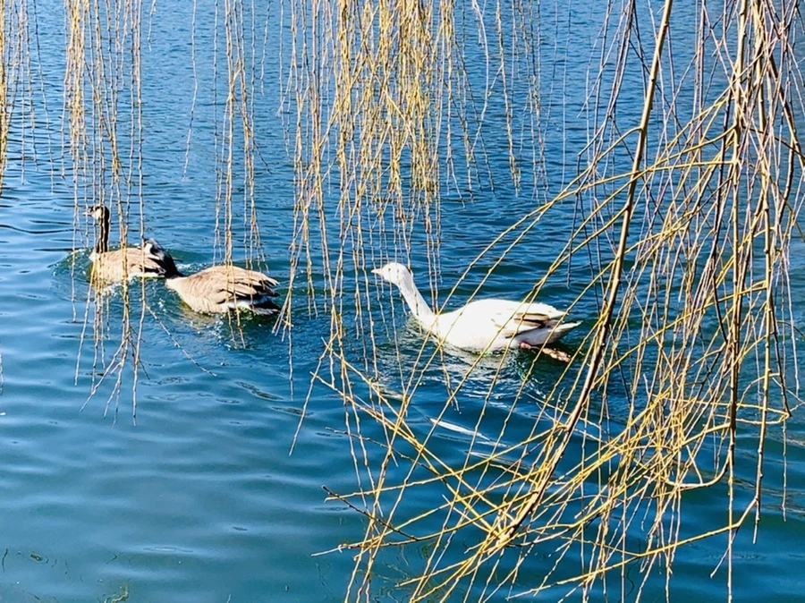 IMG_6898.jpg?type=w966