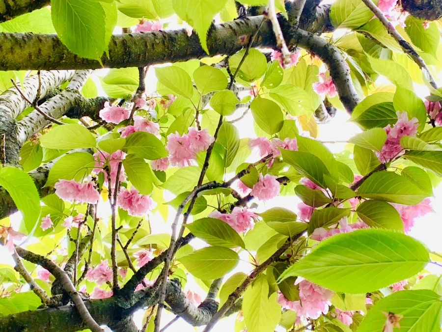 IMG_9541.jpg?type=w966