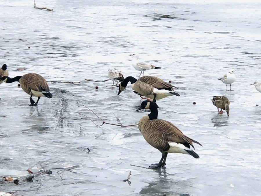 IMG_6168.jpg?type=w966