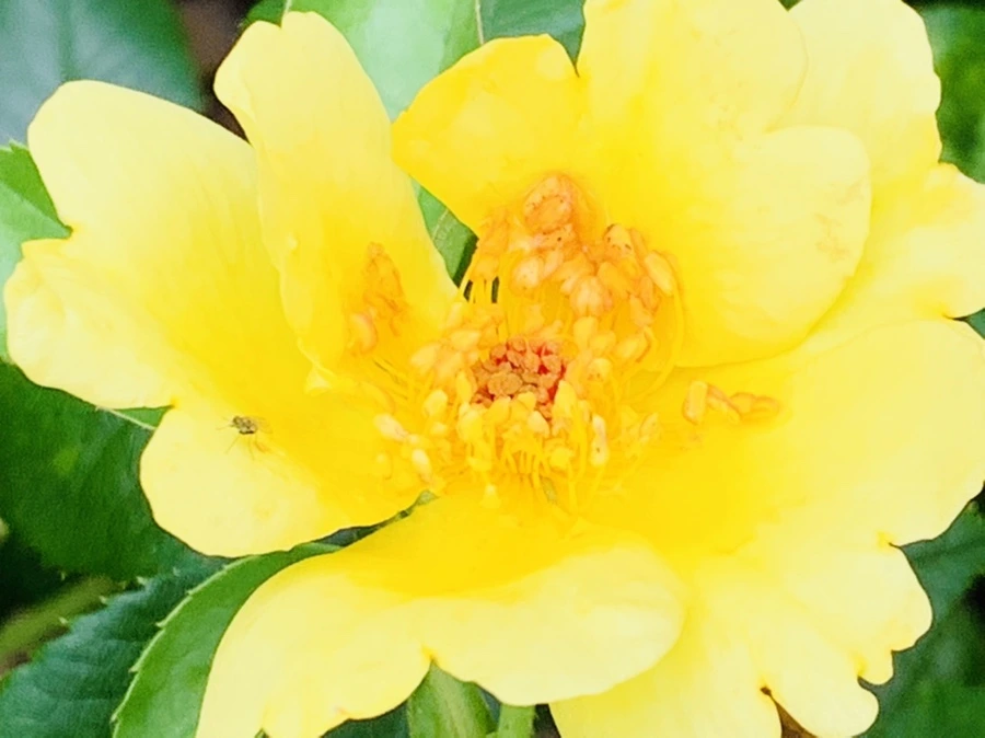 IMG_0461.jpg?type=w966