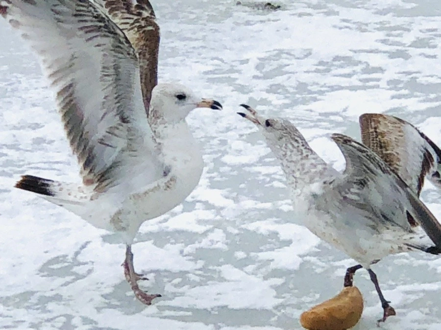 QkVHYWX6JCM6P9Y4NVd93UyPnRc