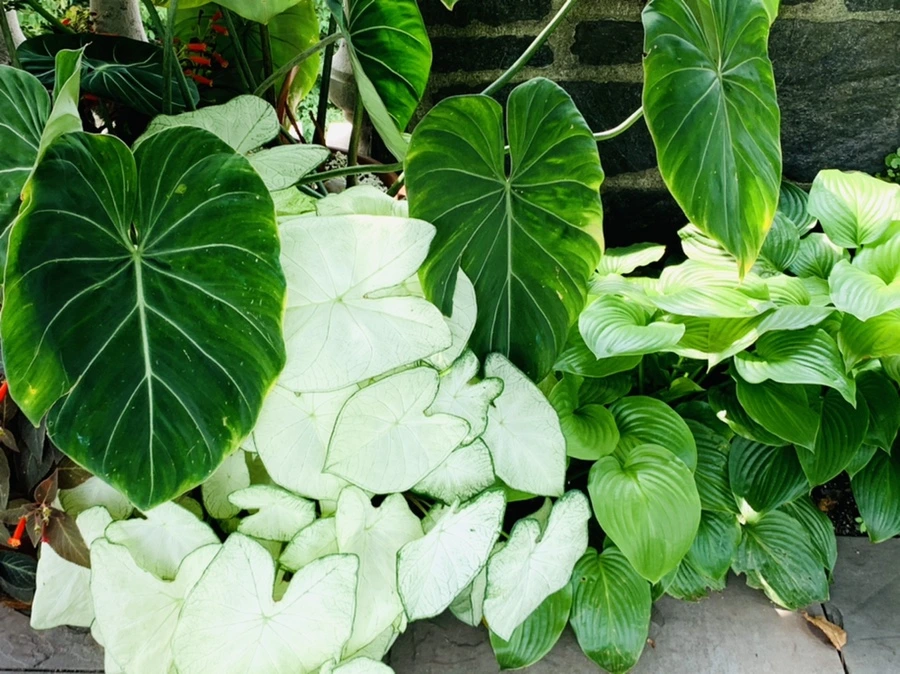 IMG_9392.jpg?type=w966