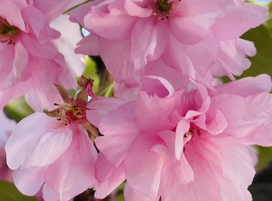 IMG_5907.jpg?type=w966