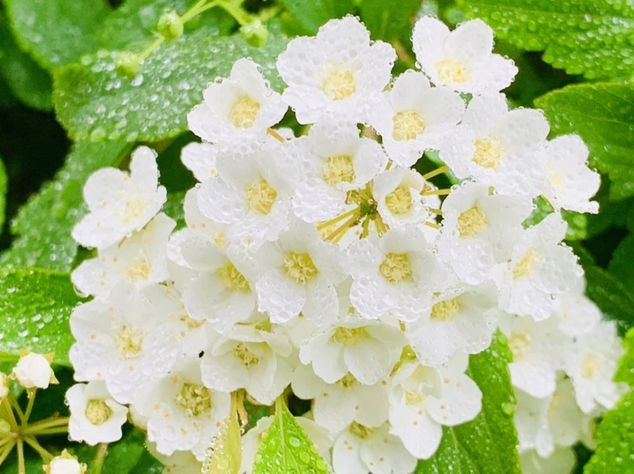 IMG_9733.jpg?type=w966