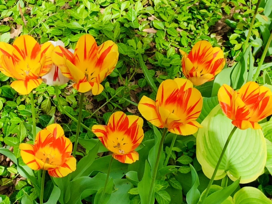 IMG_7030.jpg?type=w966