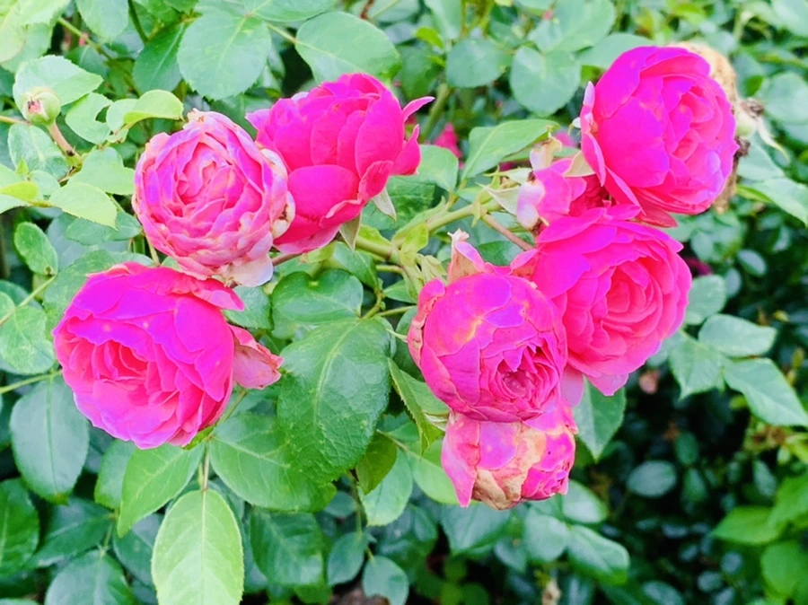 IMG_0435.jpg?type=w966