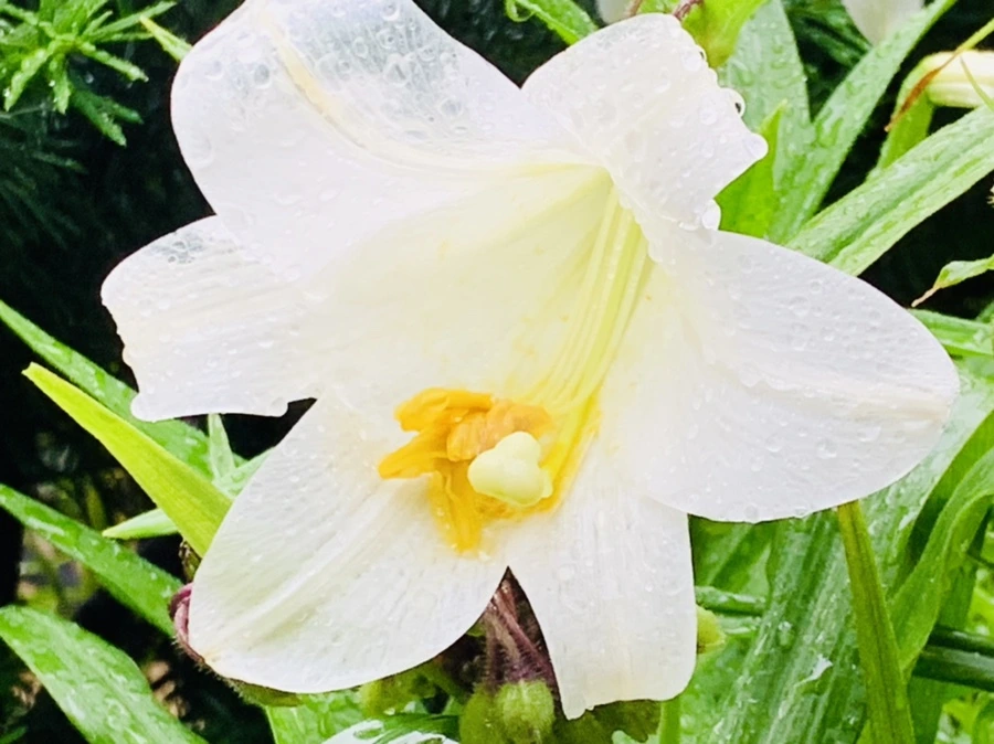 IMG_0135.jpg?type=w966