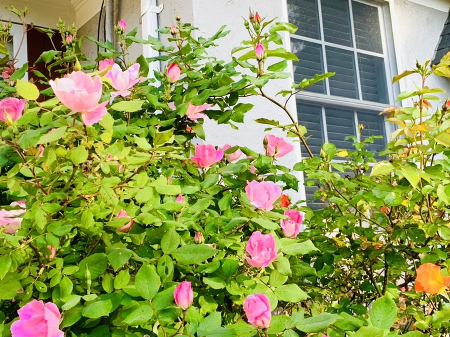 IMG_4555.jpg?type=w966