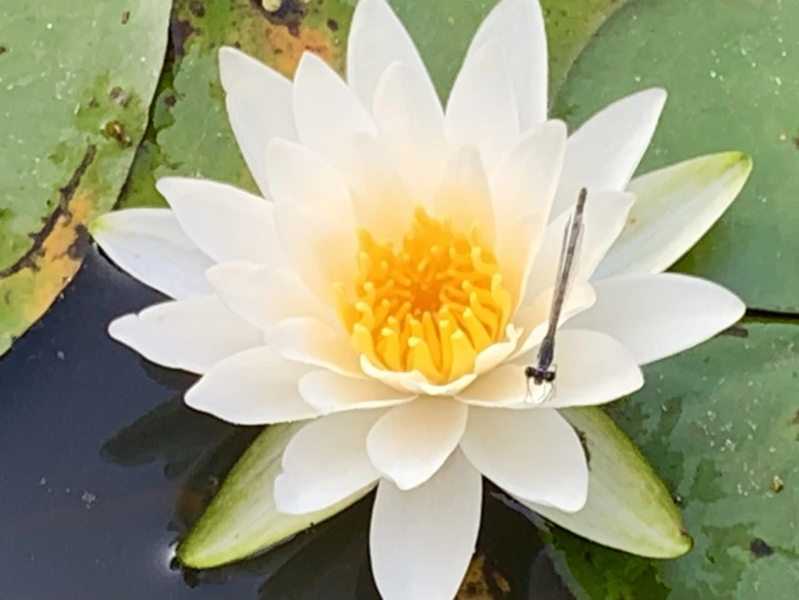 IMG_6601.jpg?type=w966