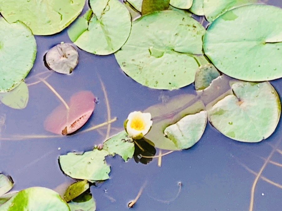 IMG_7896.jpg?type=w966