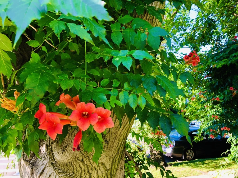 IMG_2764.jpg?type=w966