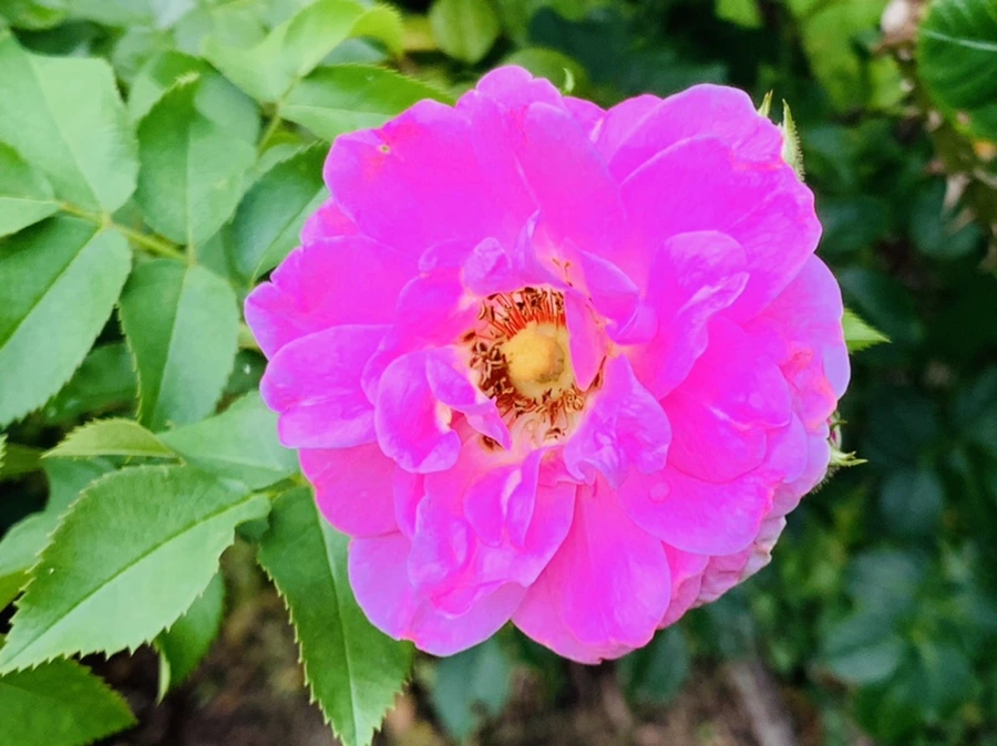 IMG_8694.jpg?type=w966