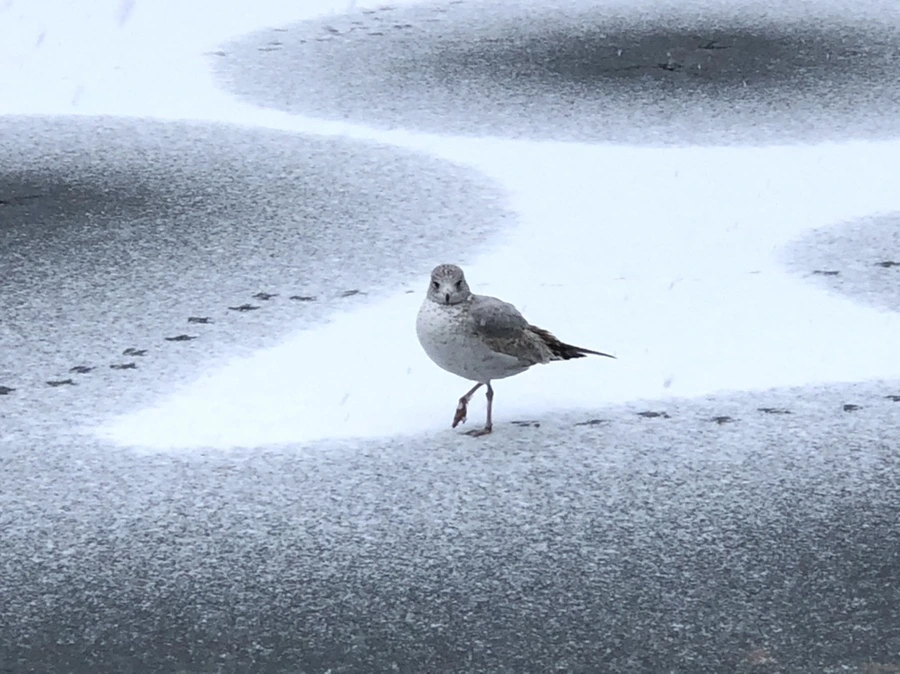 IMG_5975.jpg?type=w966