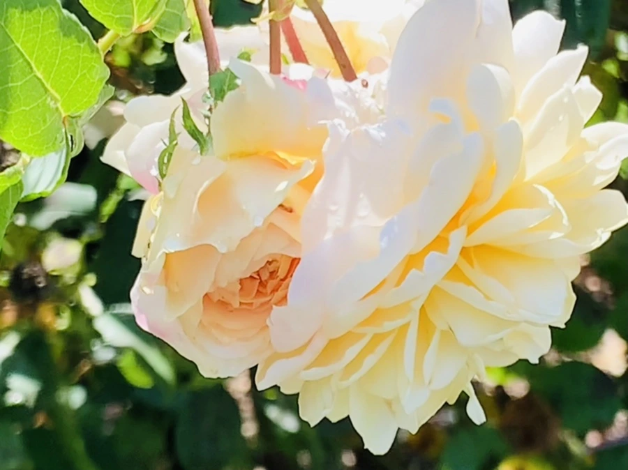 IMG_8434.jpg?type=w966